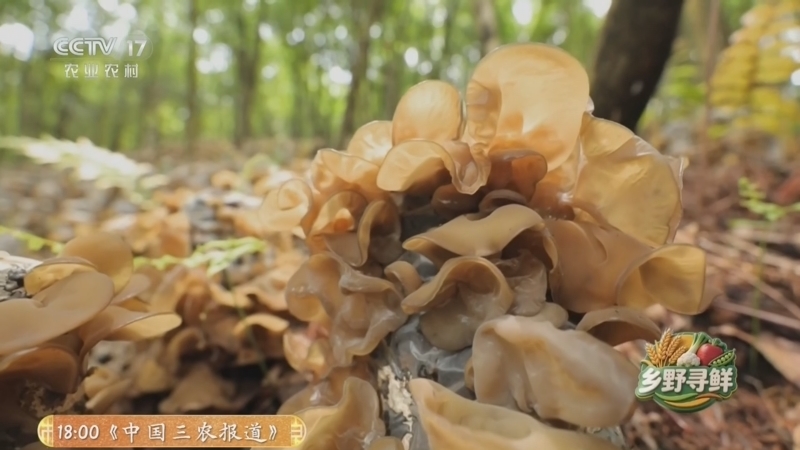《谁知盘中餐》 20260605 乡野寻鲜 山林珍味记