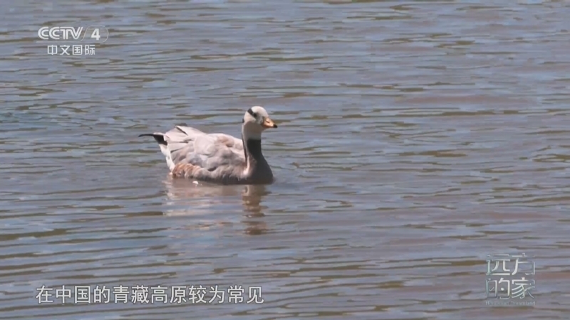 远方的家 《远方的家》 20250414 中国自然秘境 高原翠影 生态绿洲