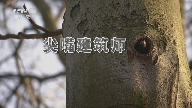 自然传奇 《自然传奇》 20251018 尖嘴建筑师