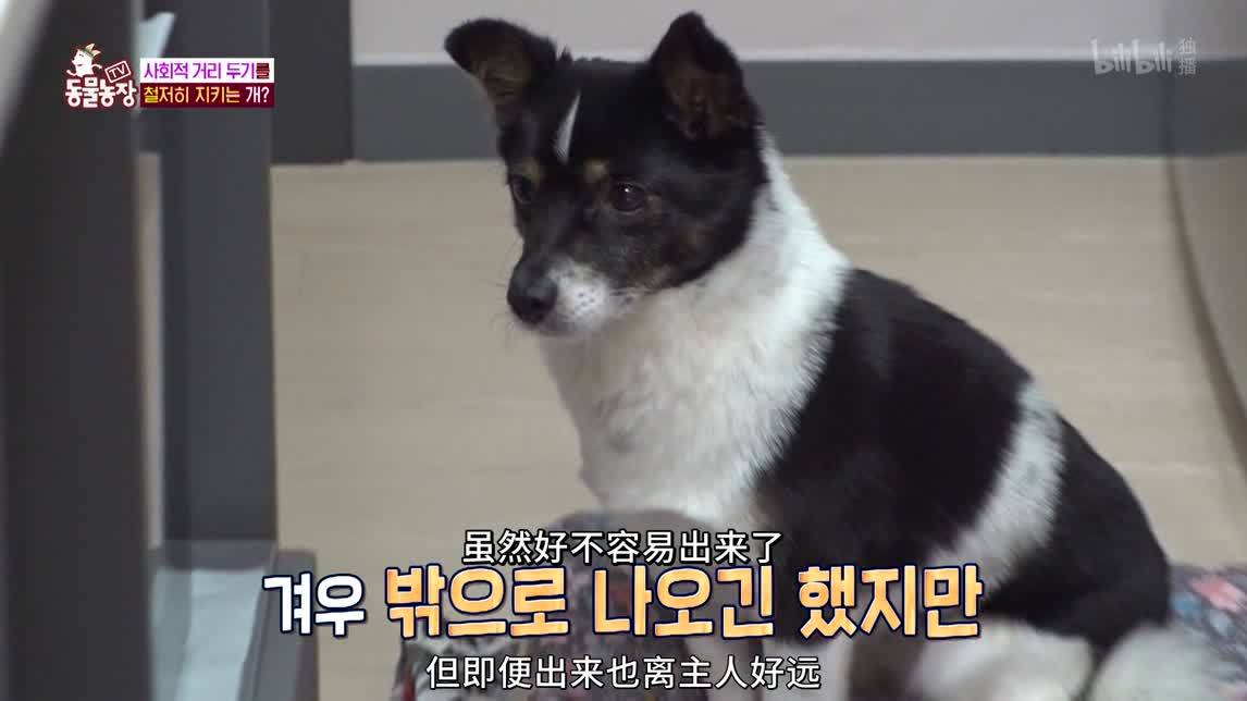 陷入绝望的狗狗们