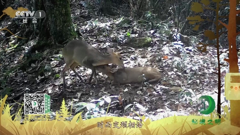 秘境之眼 《秘境之眼》 小麂 20230523