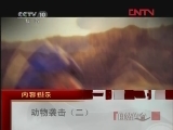 自然传奇 动物袭击（二）[自然传奇] 20120220