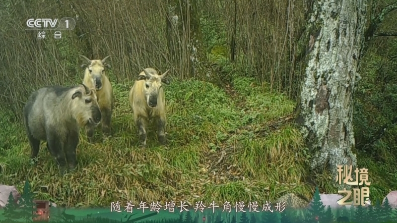 秘境之眼 《秘境之眼》 四川羚牛 20260203