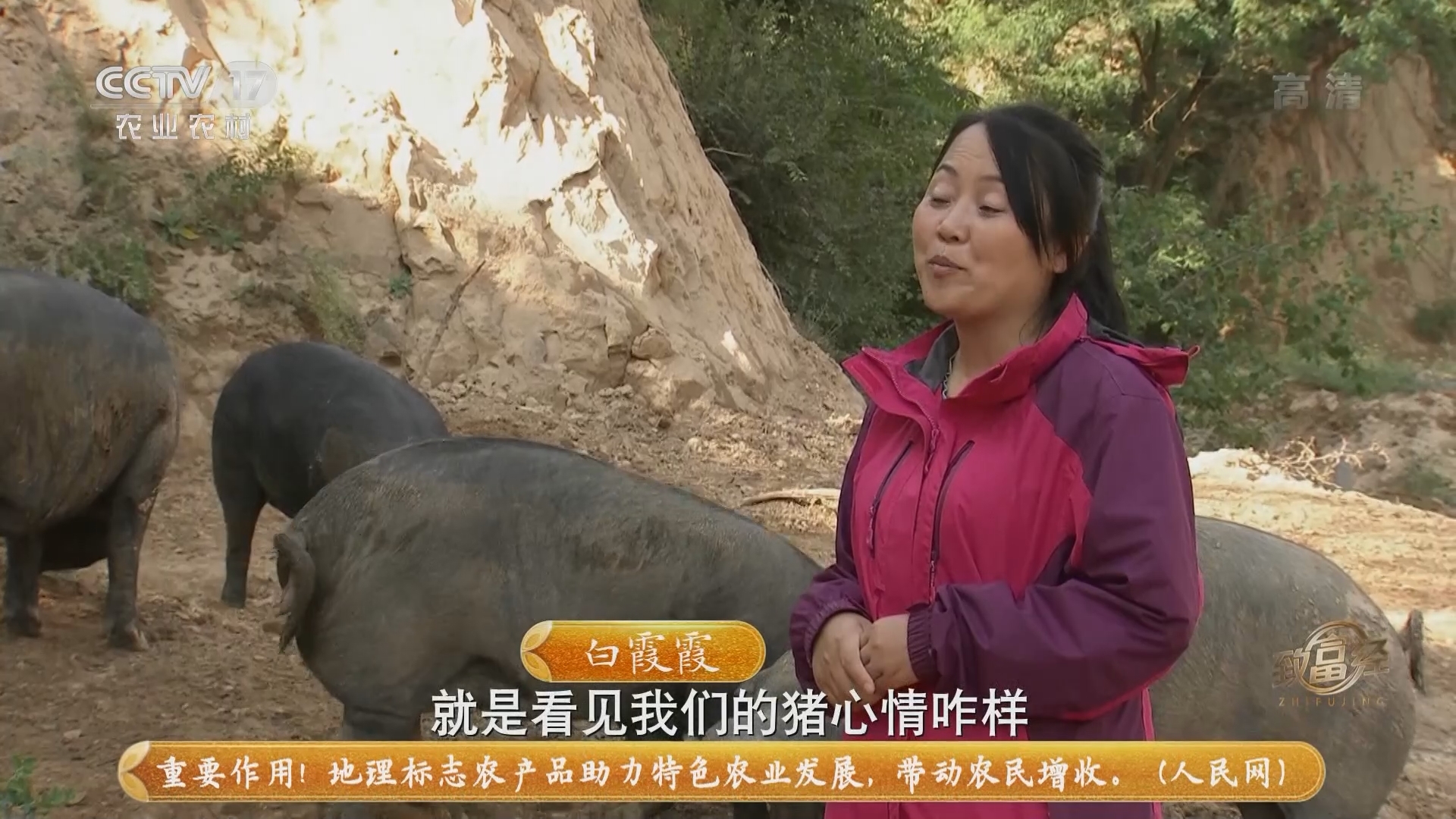 《致富经》 20211027 陕北婆姨养土猪 肥肉瘦肉都赚钱