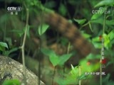 动物世界 《动物世界》 20180503 森林是我家（二）