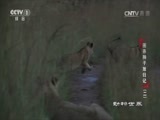 动物世界 《动物世界》 20170503 圈养狮子放归记（二）