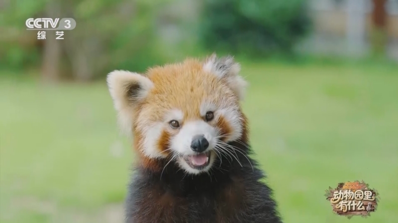 《动物园里有什么》 20250725