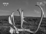 地理中国 《地理中国》 20180422 探秘大红山（下）