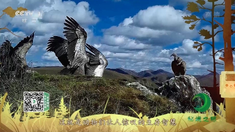 秘境之眼 《秘境之眼》 高山兀鹫 20220730