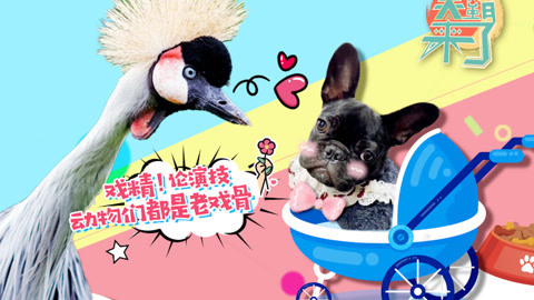 笑霸来了欢畅版 老戏骨动物的戏精时刻