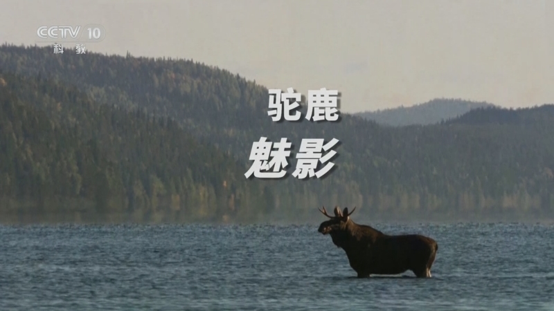 自然传奇 《自然传奇》 20250921 驼鹿魅影