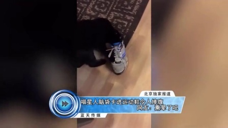 蓝天娱乐快报 2016 7月 喵星人脑袋卡进运动鞋令人捧腹 网友 熏晕了吧 160708