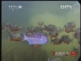 《自然传奇》 20121214 鳄鱼传奇 （3）