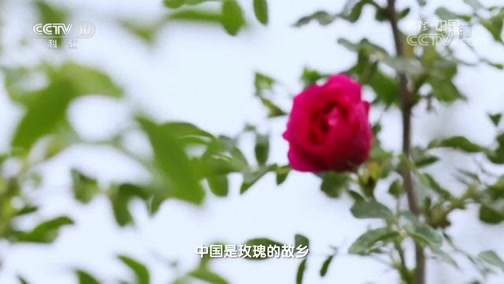 地理中国 《地理中国》 20190724 神奇的馈赠