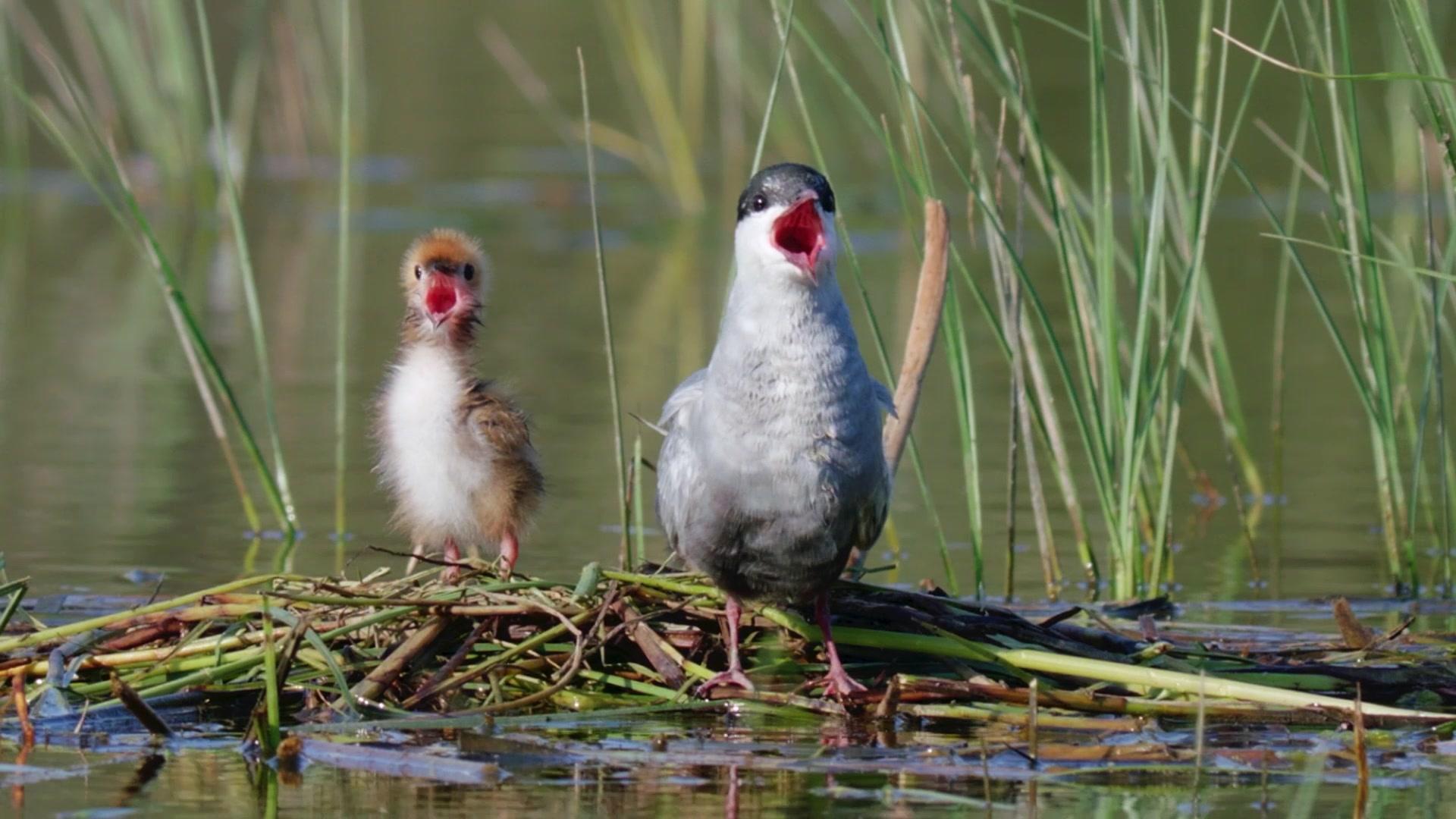 欧洲隐密珍宝第一季 第2集