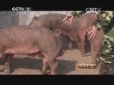 生财有道 《生财有道》 20140415 奇招频出发猪财