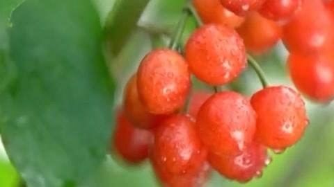 与梦想合拍 美满“樱”缘