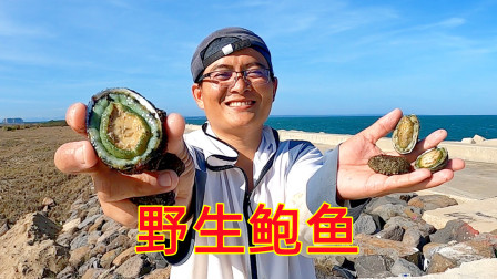 思乡渔夫赶海 住海边就是好，想吃鲍鱼自己撬，老母鸡炖鲍鱼就是香