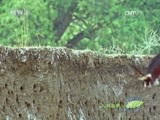 人与自然 《人与自然》 20160518 狂野非洲-河流与湖泊（上）