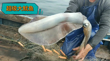 南澳岛赶海日记 彪哥连续捕鱼上好货，这次超大的鱿鱼都上来了，还赚了个1200元