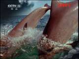 人与自然 《人与自然》 20111007 自然发现——天生猎手 猫科动物（下）