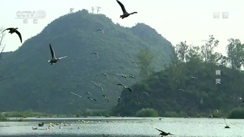 地理中国 《地理中国》 20190719 水下谜团·湖中精灵