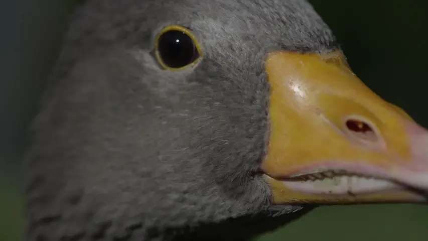 《野生动物大救兵》第1集