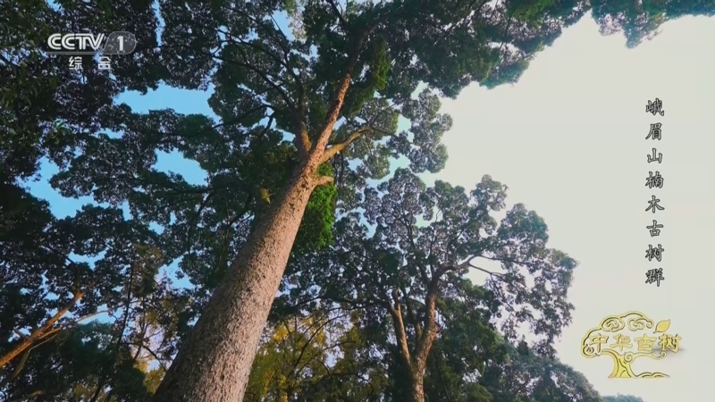 《中华古树》 峨眉山楠木古树群