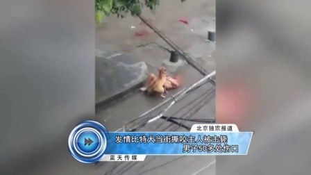 蓝天娱乐快报 2016 7月 发情比特犬当街撕咬主人被击毙 男子50多处伤口 160720