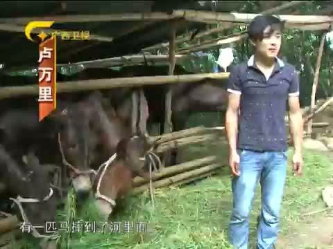 走南闯北广西人 《走南闯北广西人》 20140809 卢万里和他的马帮