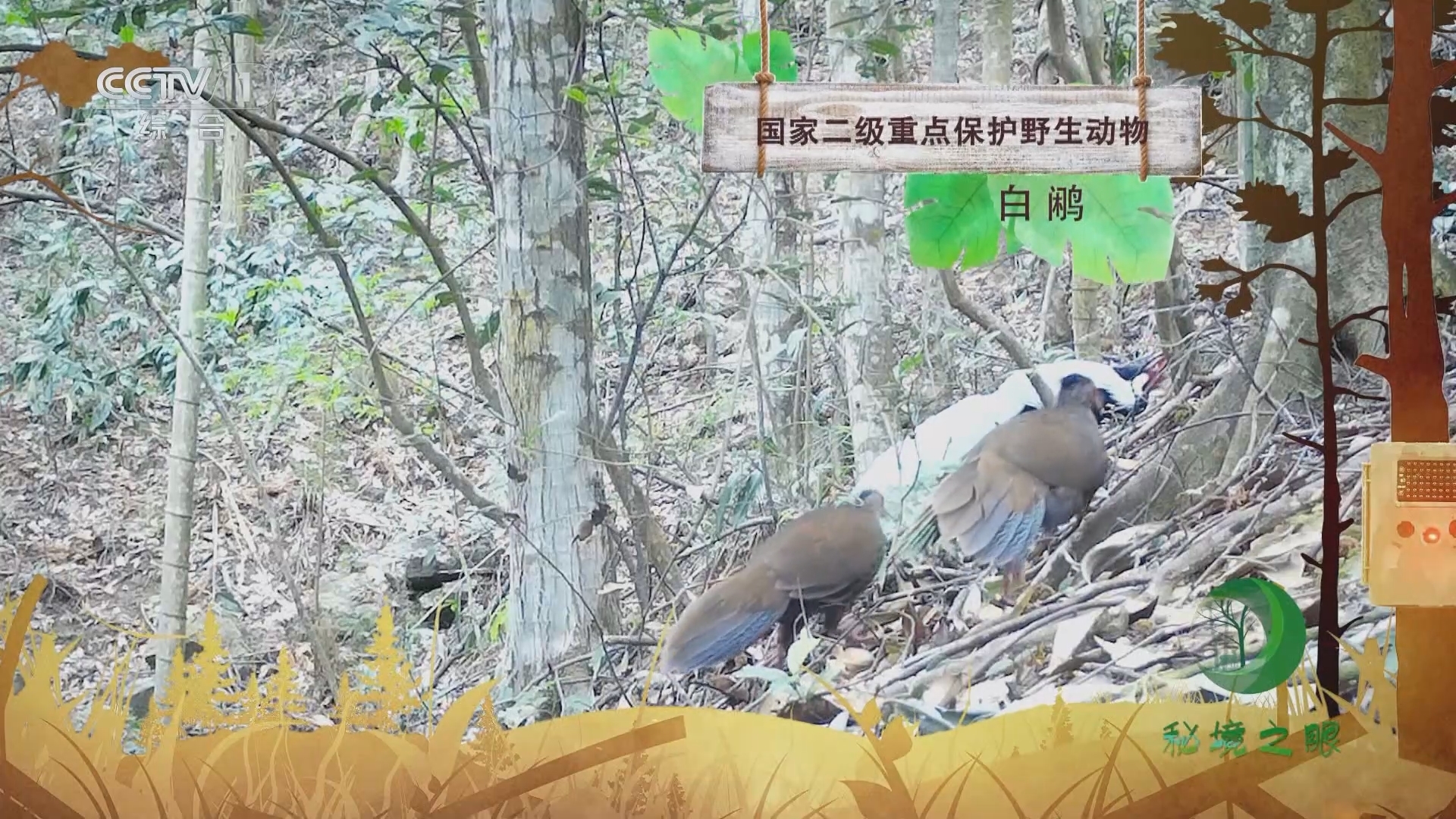 秘境之眼 《秘境之眼》 白鹇 20231226