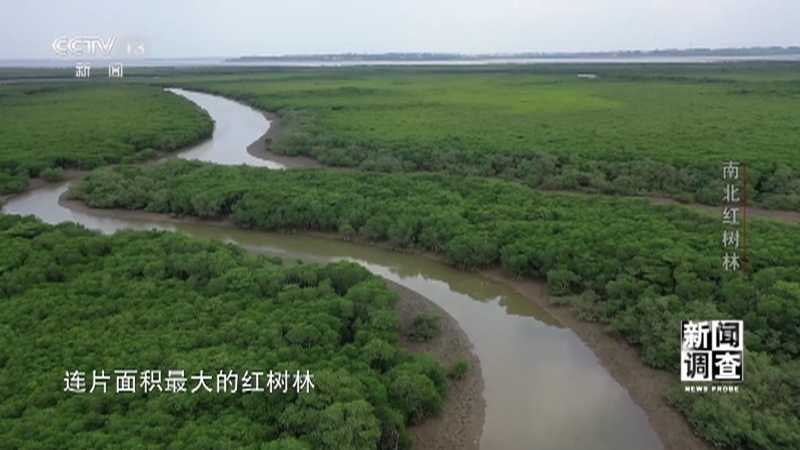 新闻调查 《新闻调查》 20230422 南北红树林
