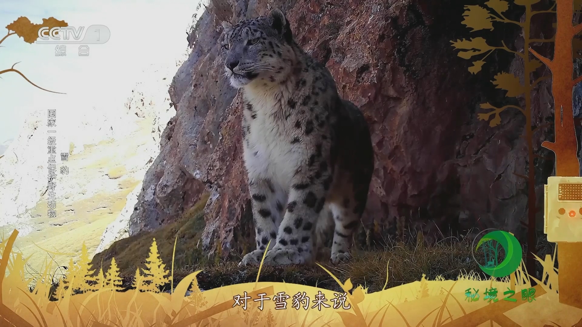 秘境之眼 《秘境之眼》 斑海豹/丹顶鹤/雪豹/黄喉貂 20230923