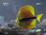 人与自然 《人与自然》 20150327 自然启示：伙伴关系