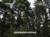 走近科学 《走近科学》 20150126 北京凹头蚁