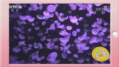芝麻开门【央视】 《芝麻开门》 20190218 动物好伙伴