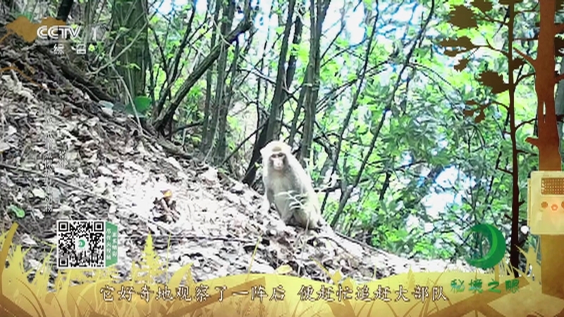 秘境之眼 《秘境之眼》 中华斑羚/毛冠鹿/猕猴/林麝/中华鬣羚 20220128