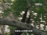 走近科学 《走近科学》 20140422 灰叶猴离家记