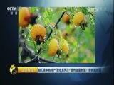 生财有道 《生财有道》 20161017 咱们家乡有特产（秋收系列）——贵州龙里刺梨：带刺的财富
