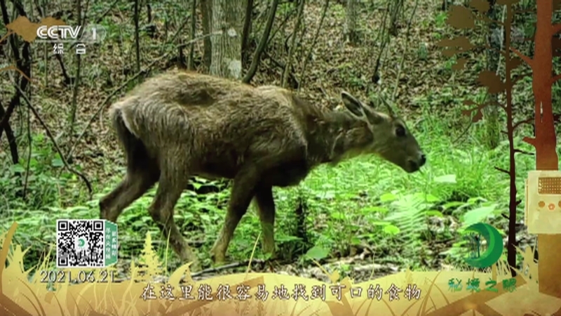 秘境之眼 《秘境之眼》 中华斑羚 20220121