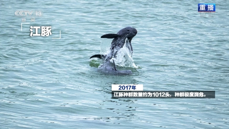 新闻1+1 《新闻1+1》 20220920 长江江豚，命运如何？