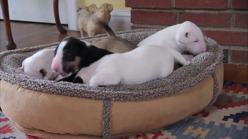 《萌宠成长记第三季》第5集