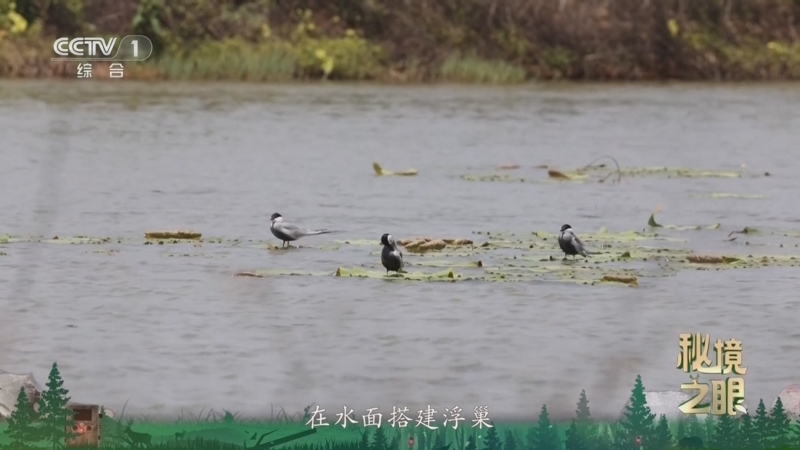 秘境之眼 《秘境之眼》 灰翅浮鸥 20260524