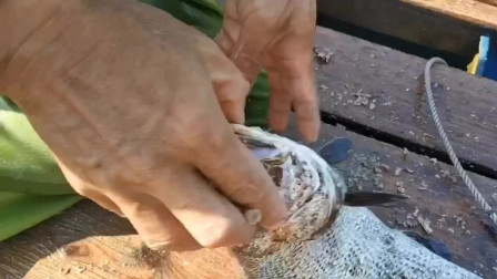 南澳岛赶海日记 小伙开3小时船捕鱼，捕到值钱大海货，大鳘鱼只卖鱼鳔都抢着要