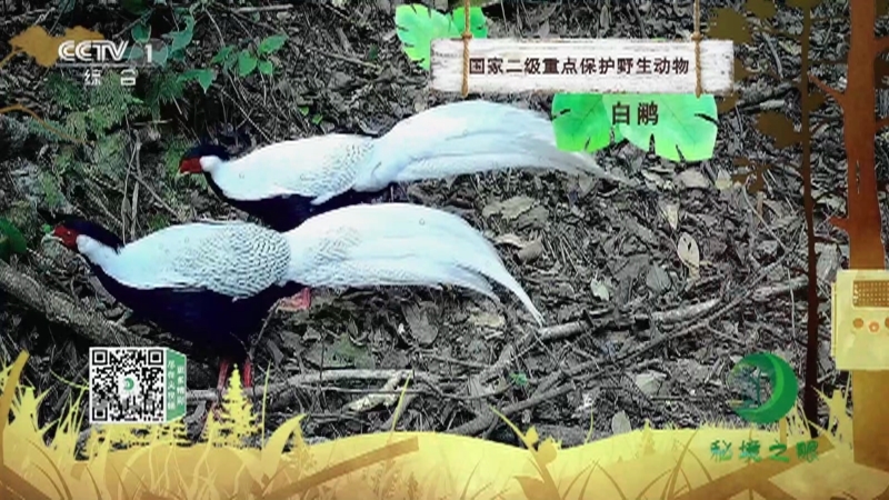 秘境之眼 《秘境之眼》 白鹇 20230301