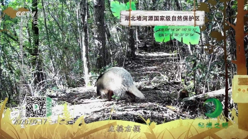 秘境之眼 《秘境之眼》 兔狲/大熊猫/小熊猫/藏酋猴/猪獾 20230202