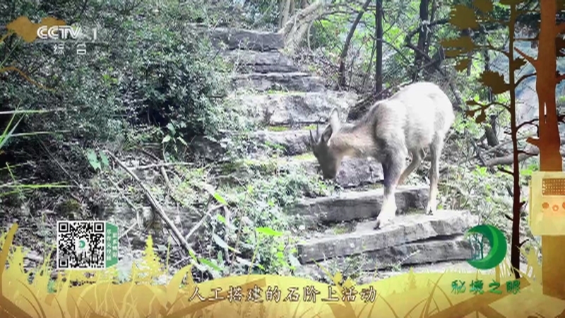 秘境之眼 《秘境之眼》 中华斑羚 20221114