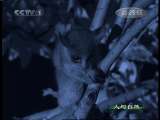 人与自然 自然启示：湿地猎手（上） 人与自然 20101117