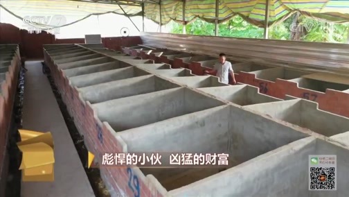 致富经 [致富经]彪悍的小伙 凶猛的财富 20190730