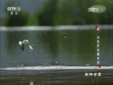 动物世界 《动物世界》 20170712 蛇·自然界的魔术师